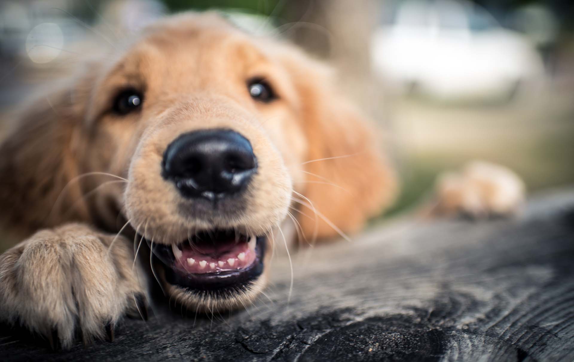 7 reasons why dogs are the best pets ever!