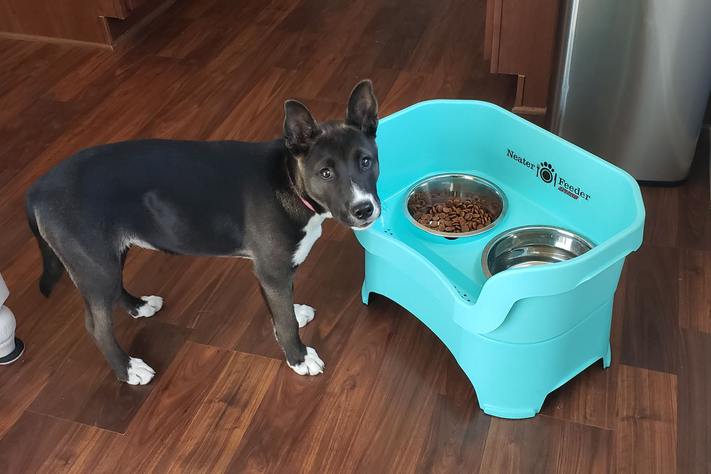 How to Stop Ants from Getting into Your Dogs Food Bowl