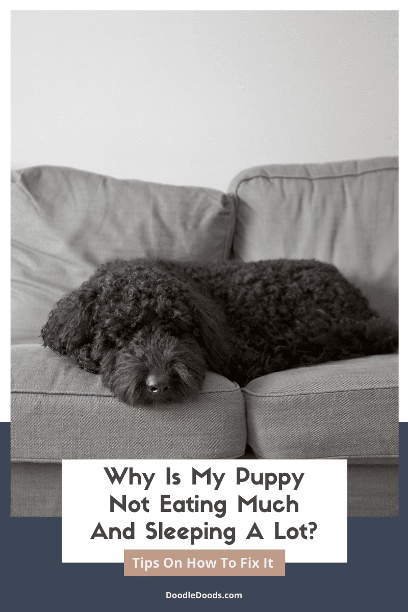 My Puppys Not Eating Much and Sleeps a Lot: What Should I Do?