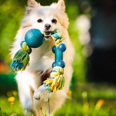 Finding the Best Color Toys for Dogs Simple Tips!