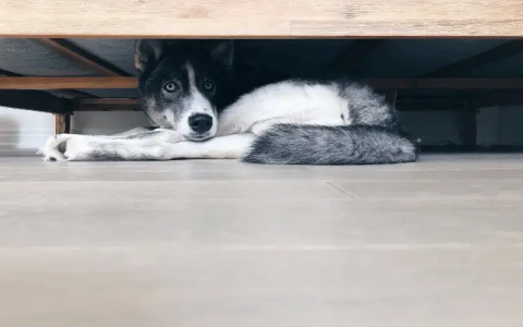 My dog always hides under the bed: what does it mean?