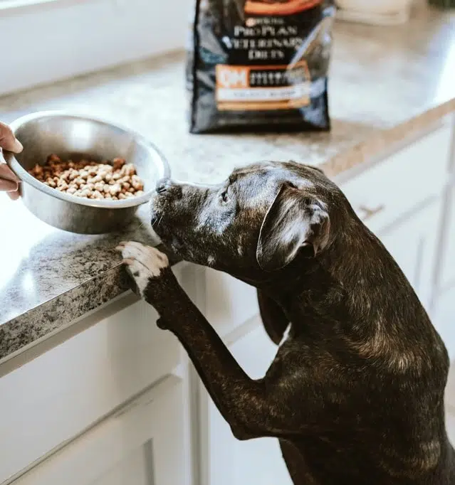 My Dog Wont Eat Dry Food Anymore Find Out Top Vet Tips.