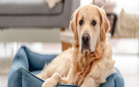 Cool names for dogs male golden retriever : inspiration for your pup!