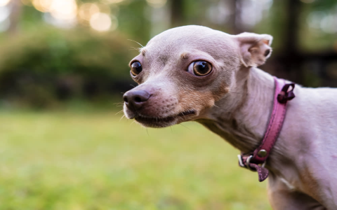 Why Does My Dog Bury His Head Into The Couch? (Simple Reasons Explained)