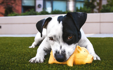 Choosing a Dog in Kennel Toy: Simple Tips for Success