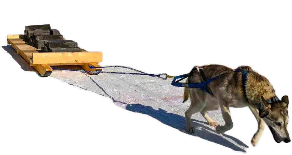 Dog pulling limits: How much weight can a dog pull safely?