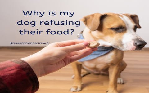 My Dog Wont Eat Dry Food Anymore Find Out Top Vet Tips.