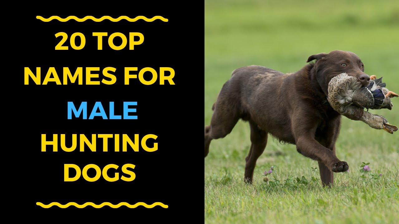 Best Hunting Boy Dog Names and Meanings for Your Buddy.