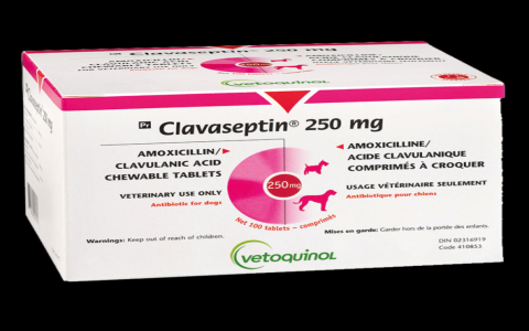 Clavacillin for Dogs 375 mg: Is It Safe? Vet Answers Common Questions