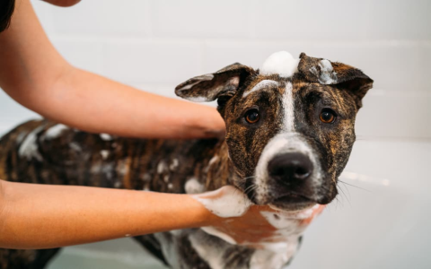 Itchy Dog? Try This Homemade Oatmeal Shampoo for Dogs Recipe!