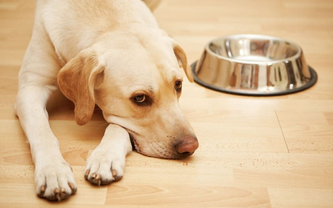 Dog skinny but eats a lot: When should you worry?