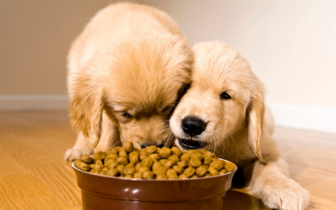 Best Open Farm Dog Food: Complete Ingredient Breakdown!