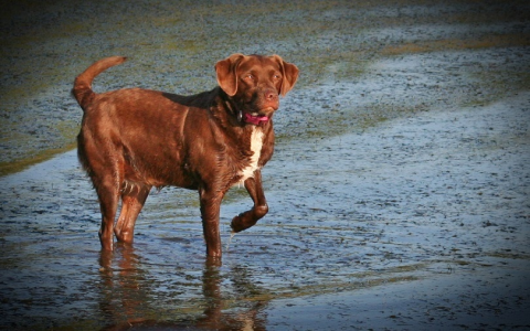 How Much Do Brittany Dogs Really Cost? (Buying & Ownership)