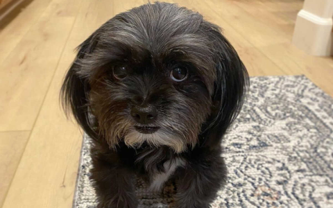 How Much is a Shorkie Puppy? See Average Prices by area!