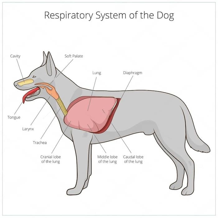 Why Is My Dog Breathing Hard? Simple Explanations!