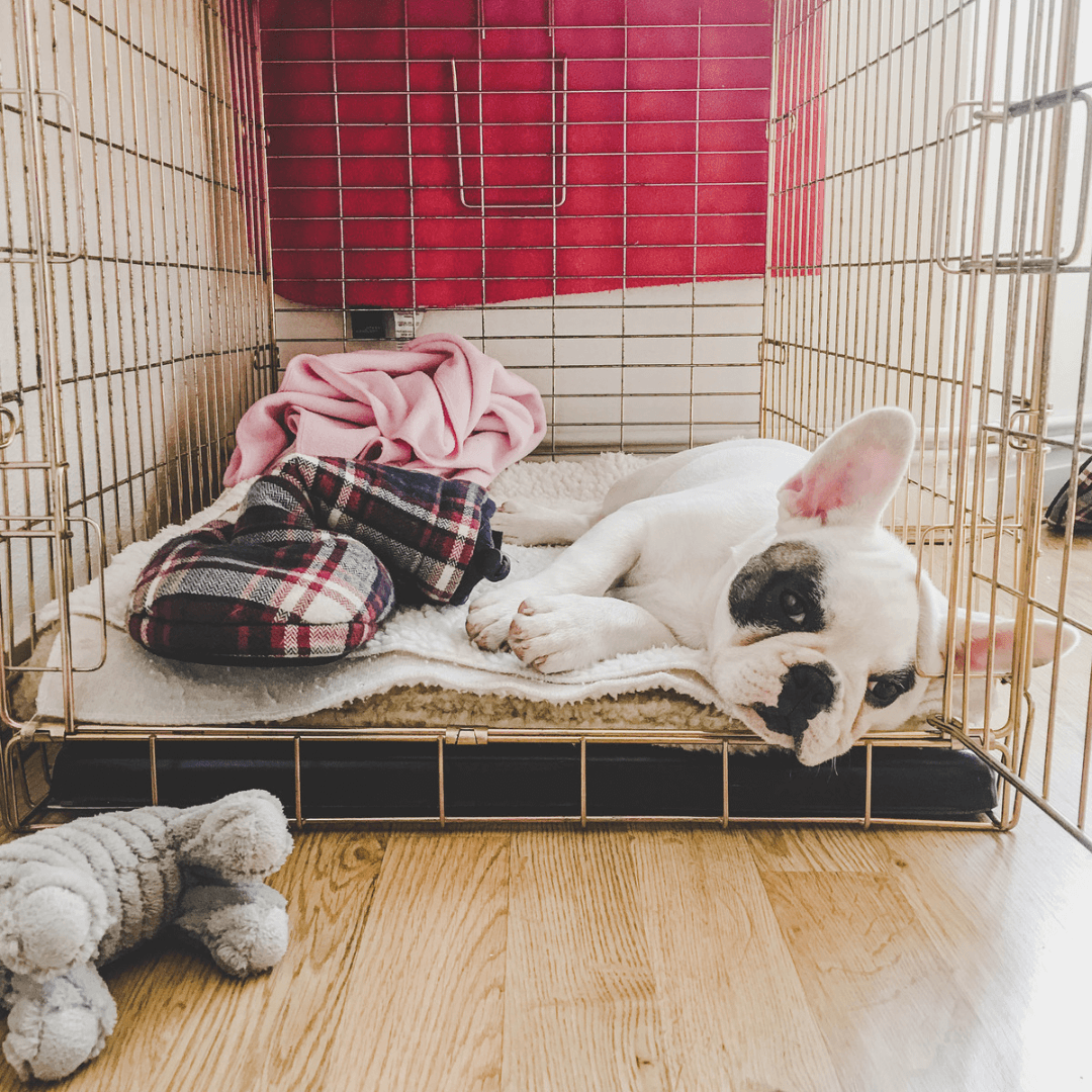 Choosing a Dog in Kennel Toy: Simple Tips for Success