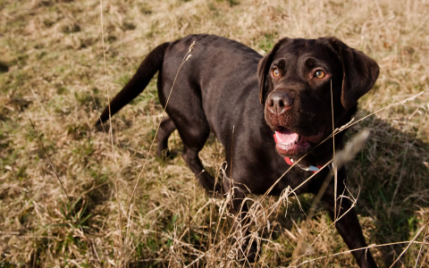 Why Is My Dog Frantically Eating Grass? Common Reasons and Solutions