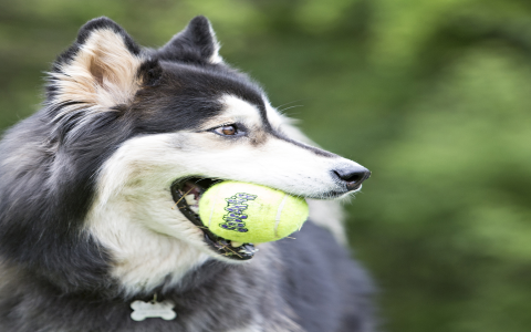 Need Durable Toys? Best Dog Toys For Siberian Huskies Guide