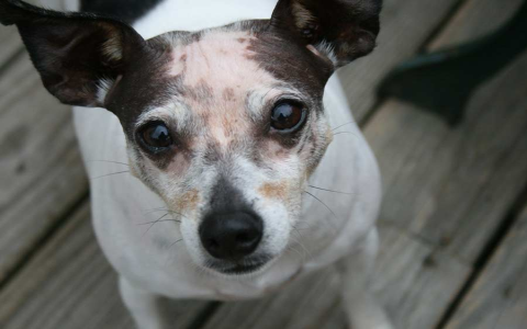 Dog Sleeping Outside Bedroom Door? Heres What It Might Mean!