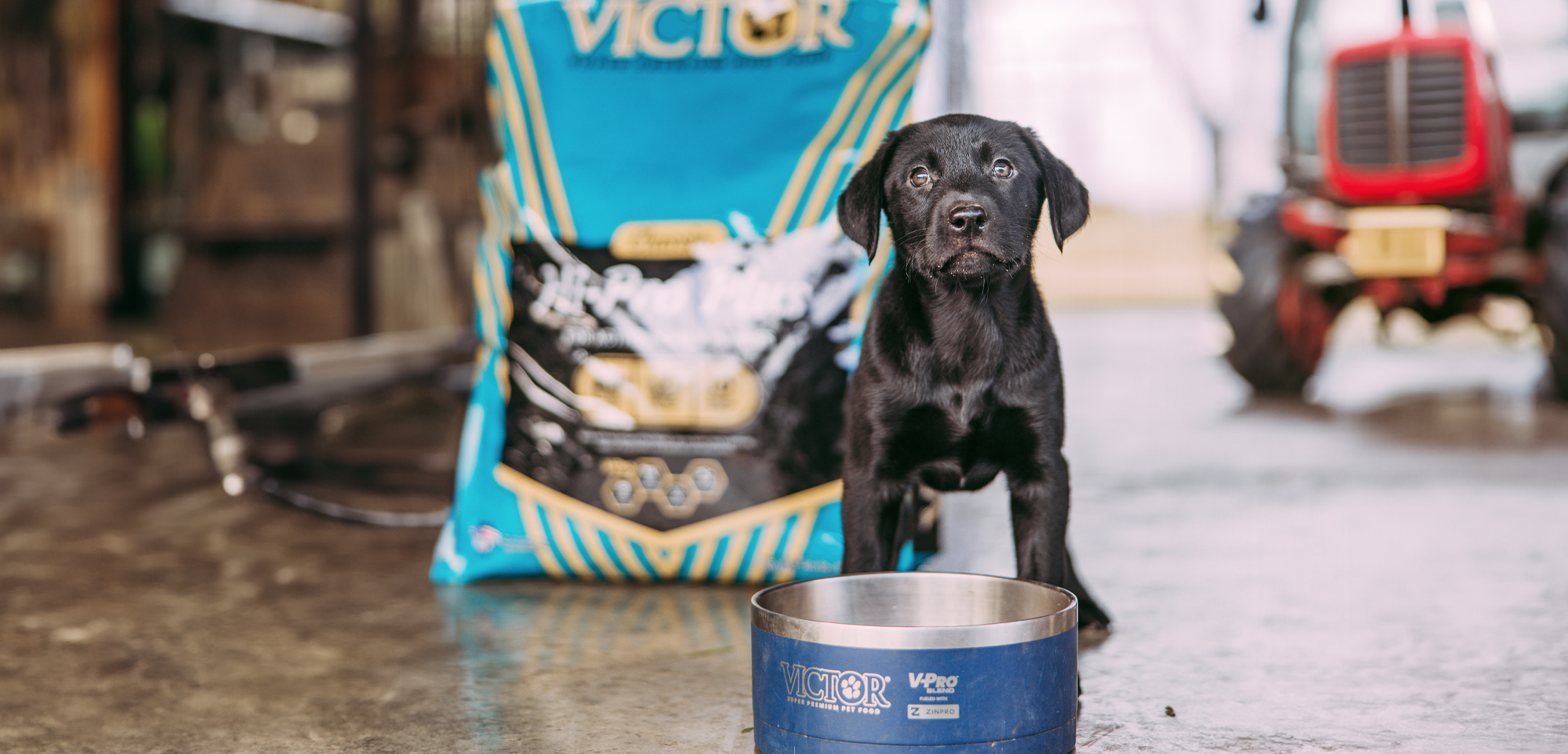 Dealing with Dog Digestion Issues? How about Victor Dog food?