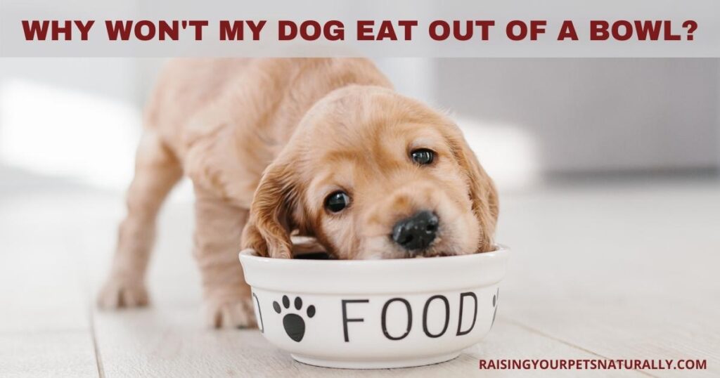 Why Wont My Dog Eat Out of a Bowl? (Quick Solutions )