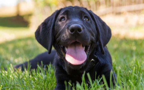 Need Cool Names? Best Dog Names Labrador Guide!