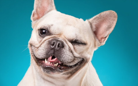 Cute Frenchie Girl Dog Names: Top Picks for Your Female Pup!