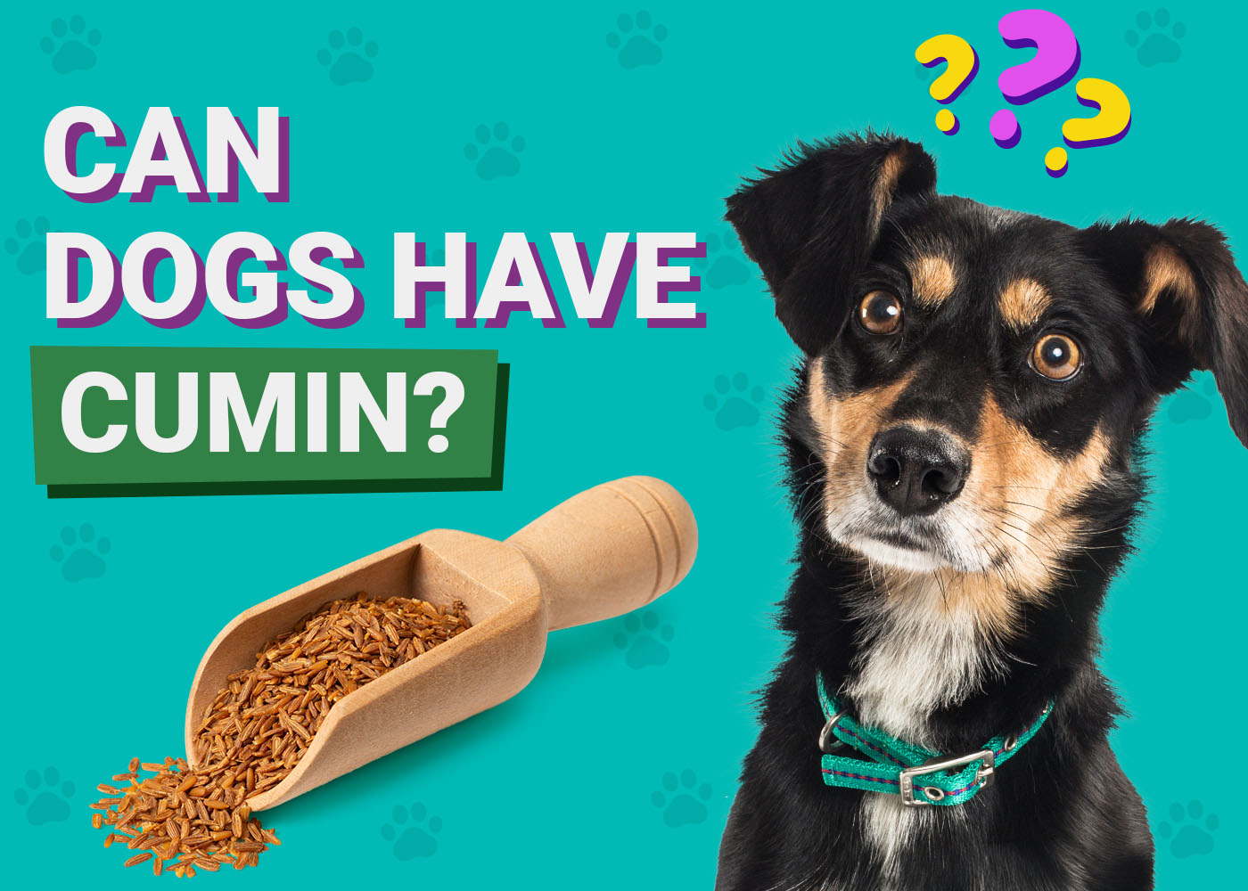 Can Dogs Eat Cumin? (Benefits & Risks You Should Know)