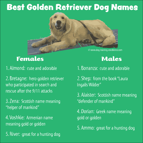 Best Golden Dog names and how to pick up a good name?