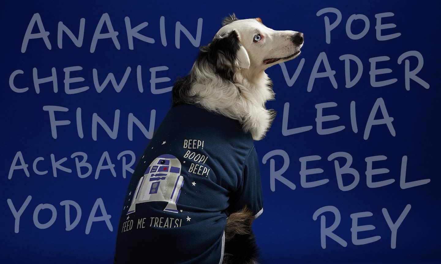 Star Wars Dog Names: The Ultimate List for Fans of all Breeds!