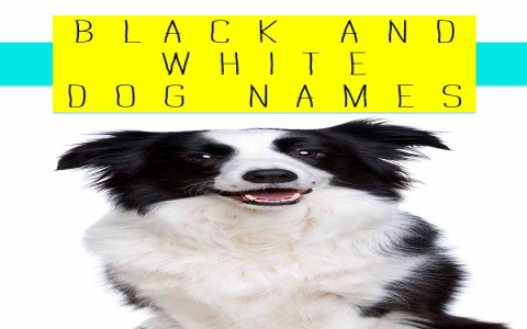 Best Dog Names For Border Collies(Male & Female Ideas)