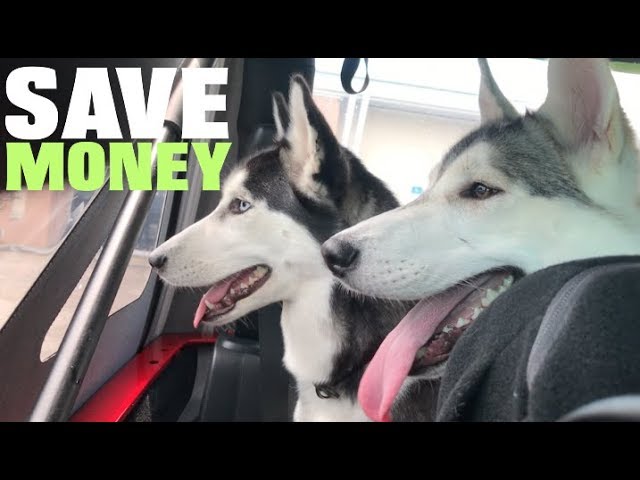 Tough Dog Toys for Siberian Husky: Stop Wasting Money!