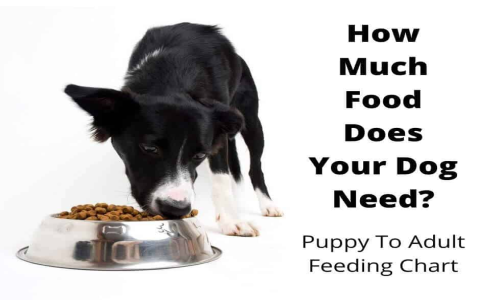 Feeding Your Lab Puppy: Avoid Overfeeding (Know How Much Food)