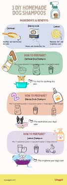 DIY Oatmeal Shampoo for Dogs: Easy, Natural Relief for Itchy Skin!