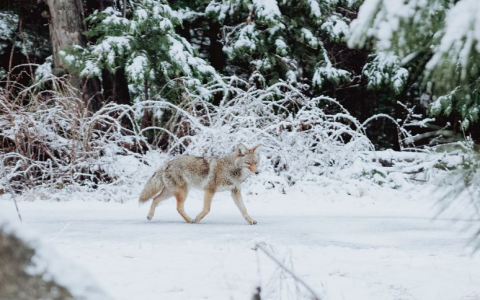 Coyote Collar for Dogs: Easy Guide to Protecting Your Pup.