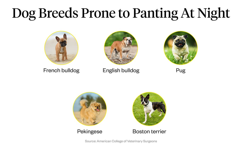 Dog Panting at Night? (Simple Reasons Why & What To Do)