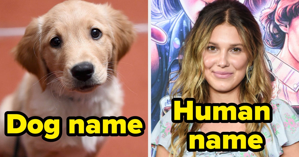 Human or Dog Name: Can You Guess? (Fun Quiz Inside!)