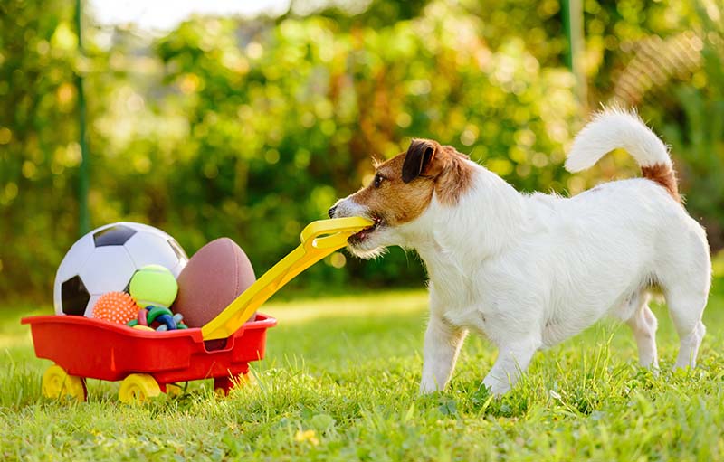 Need Big Dog Toys for Outside? Check These Out!