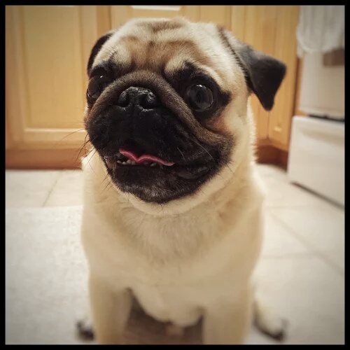 Pugs: Ugly or Cute? (Why are pugs so ugly Or Adorable,Find out now!)