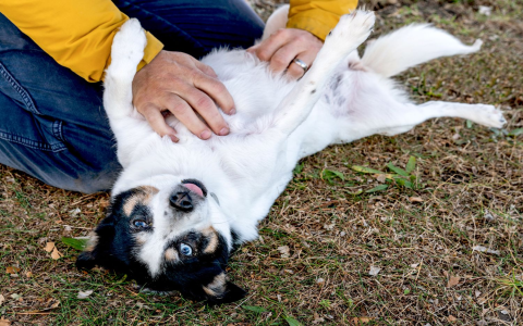 Why Do Dogs Stretch So Much? Find Out The Cute Reasons Behind It!