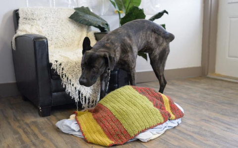 Dog Peeing on My Couch All of a Sudden? Reasons and Fixes You Need to Know.