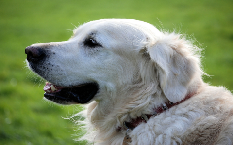 Help! Why is my dog biting his nails? Find out now!