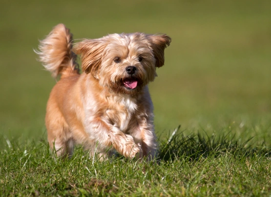 How Much is a Shorkie Puppy? See Average Prices by area!