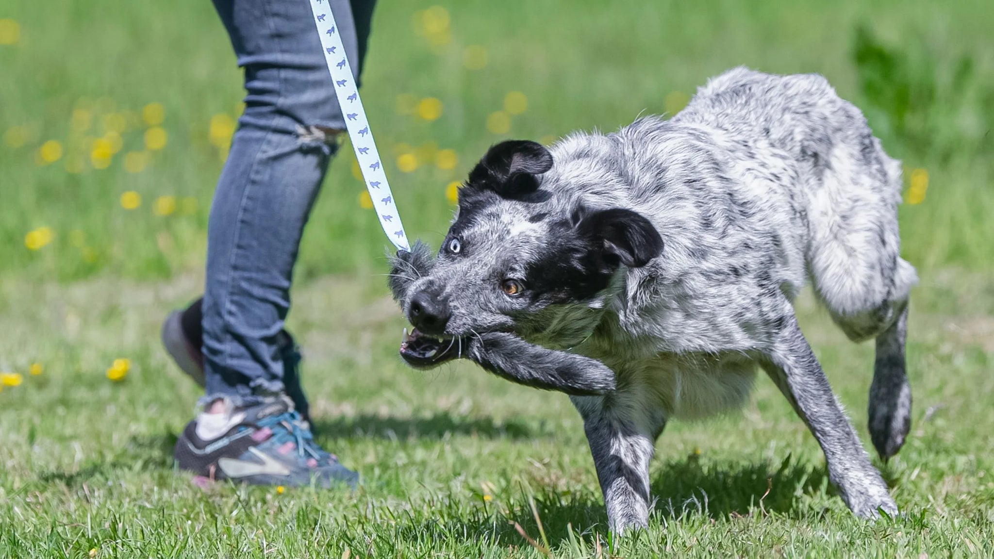 Prey Drive Toys for Dogs: Satisfy Their Natural Instincts!