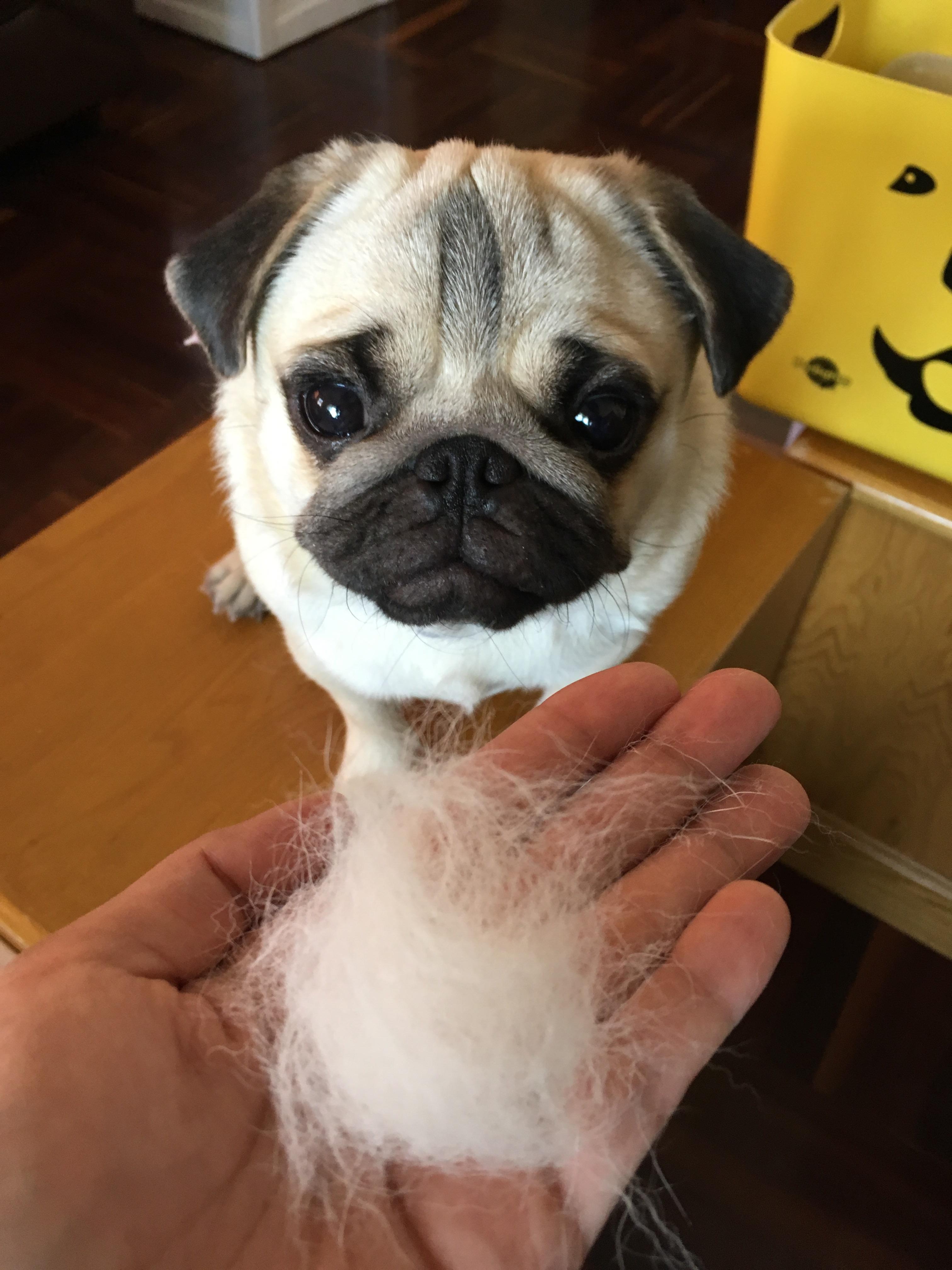 Pug Shedding a Lot? How Much Shedding is Normal for Pugs?