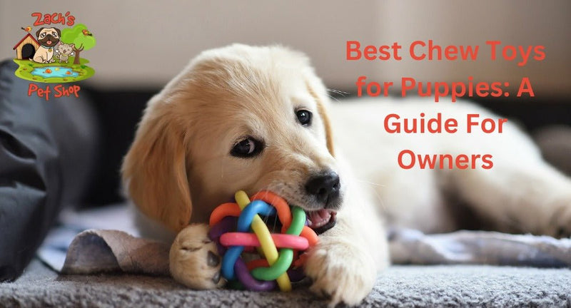 Dog Nibbles on Toy: Find the Best Durable and Fun Options.