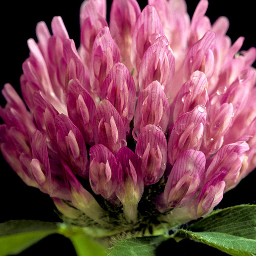 Red Clover for Dogs: Is It Safe? (Easy Benefits Guide)