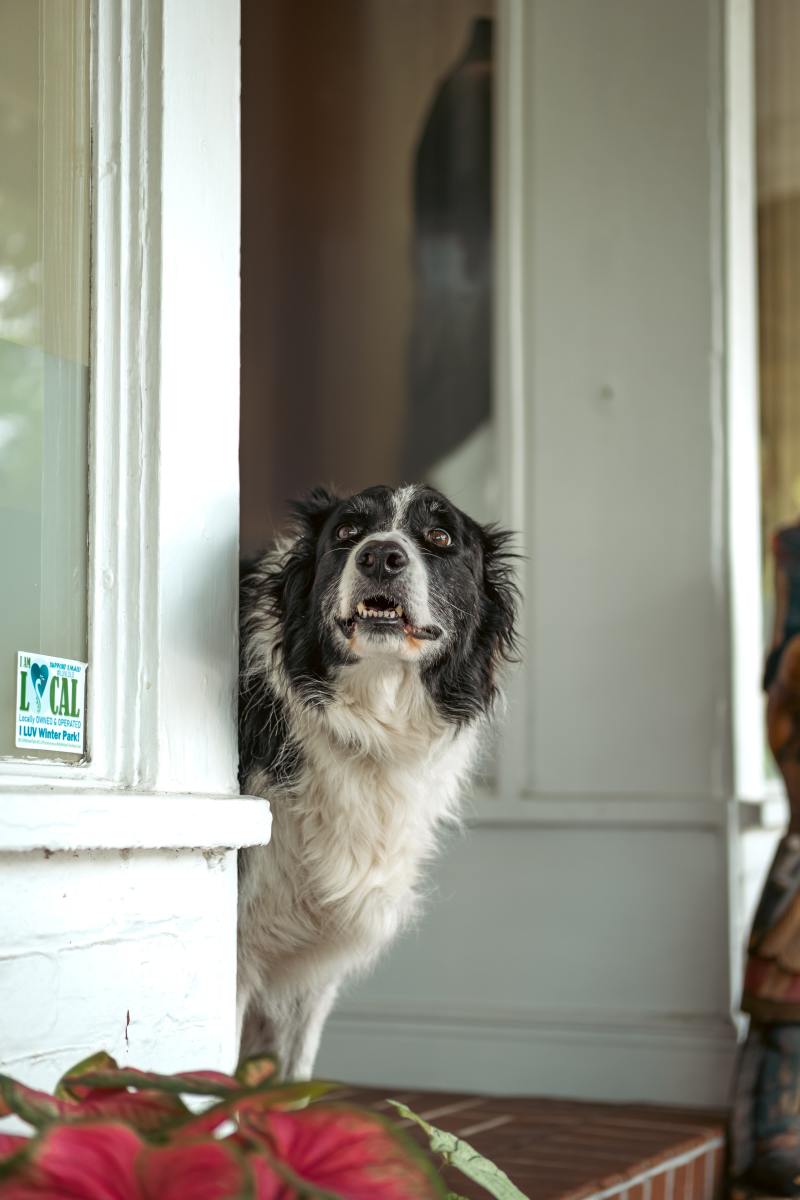 Dog Sleeping by the Door: Understanding This Common Canine Habit.