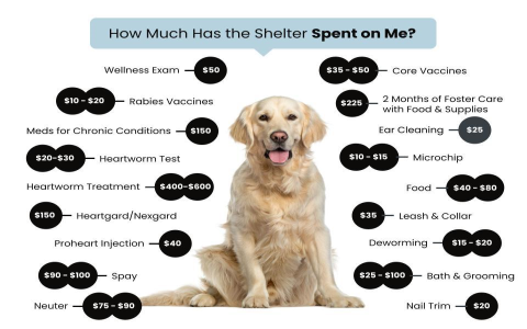 How Much Really Are Puppies Usually Initially? Budgeting Beyond the Adoption Fee.