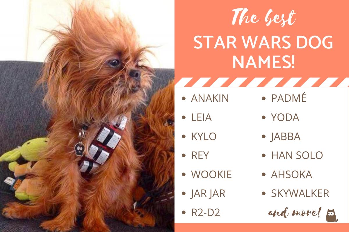 Star Wars Dog Names Male: From Skywalker to Chewbacca!